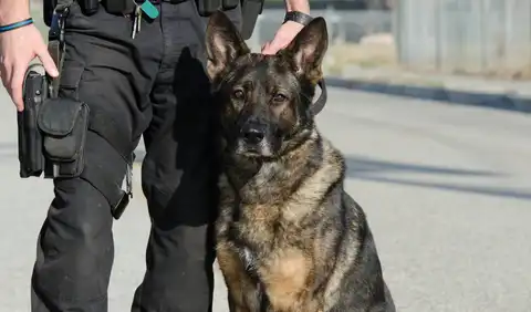 كلاب الحراسة