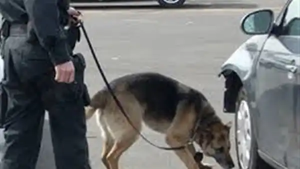 شركة الماسة للأمن والخدمات ش.م.م - أمن وحراسة - خدمات امنية