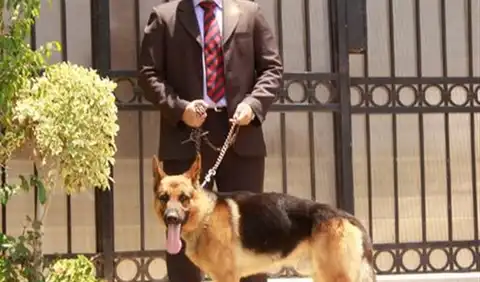 من "بوابة الفجر" : غدًا.."شعبة الحراسة" تناقش اللائحة التنفيذية لقانون شركات حراسة المنشآت