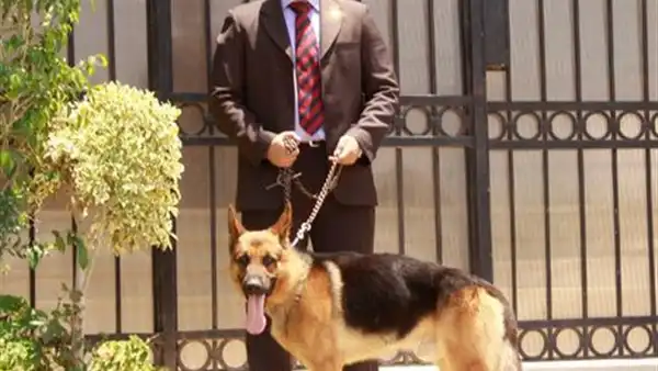 شركة الماسة للأمن والخدمات ش.م.م - أمن وحراسة - خدمات امنية